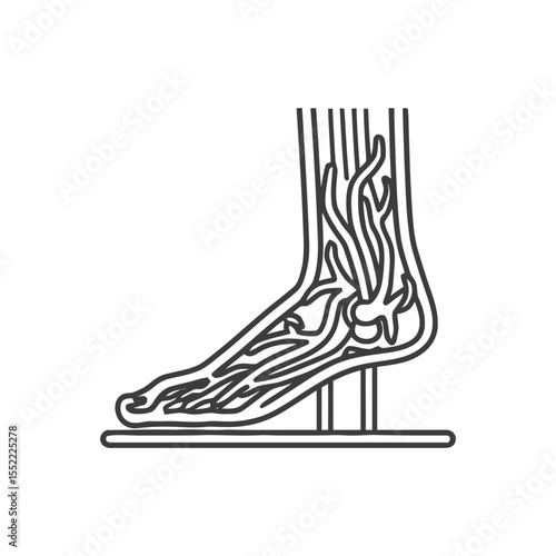 Foot Anatomy: Detailed Line Art Illustration of Veins and Structure