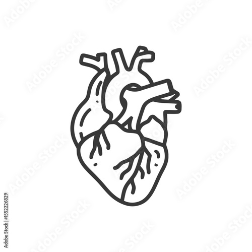 Anatomical Heart Line Art: Detailed Medical Illustration on White Background