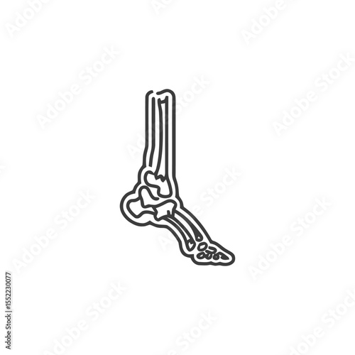 Anatomical Foot Skeleton Line Art Illustration on White Background