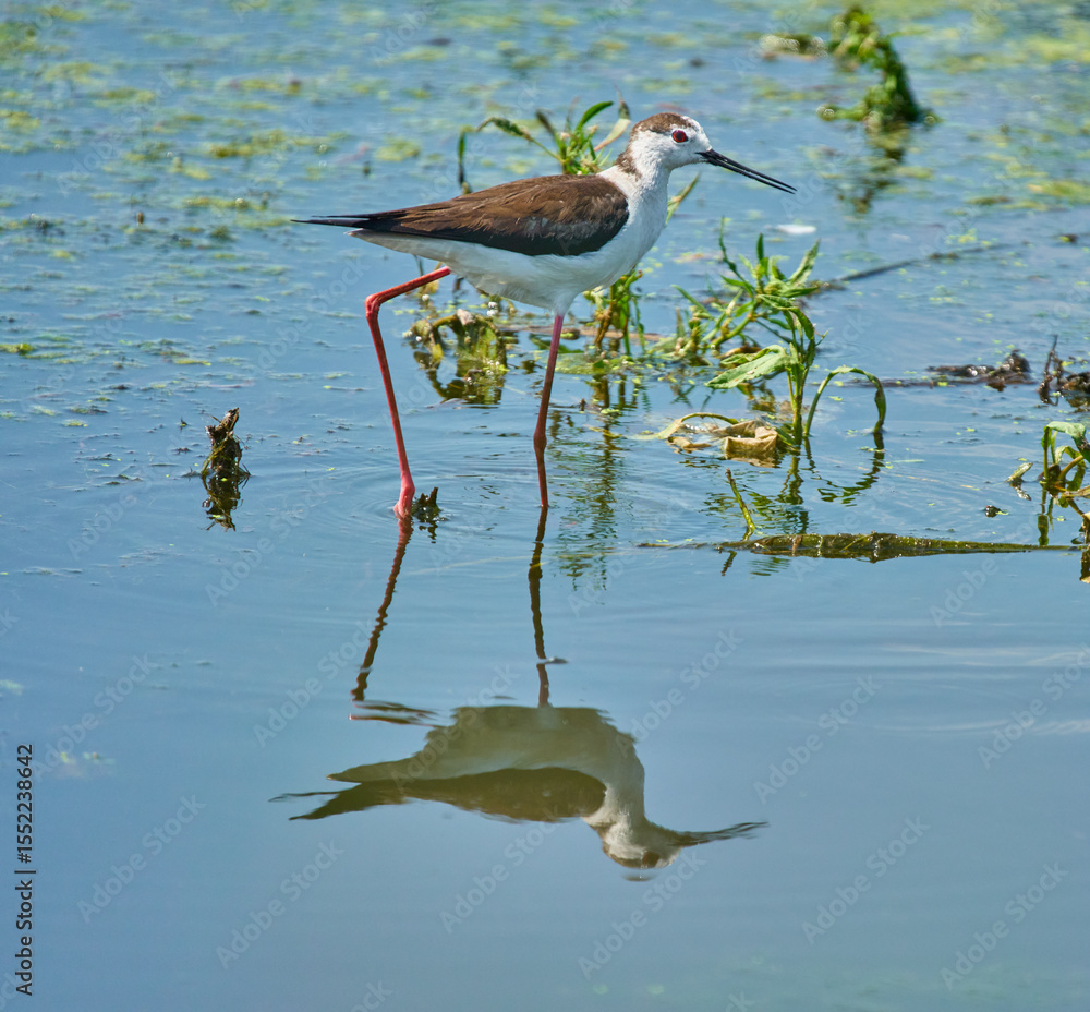 Fototapeta premium Black-winged stilt in shallow water