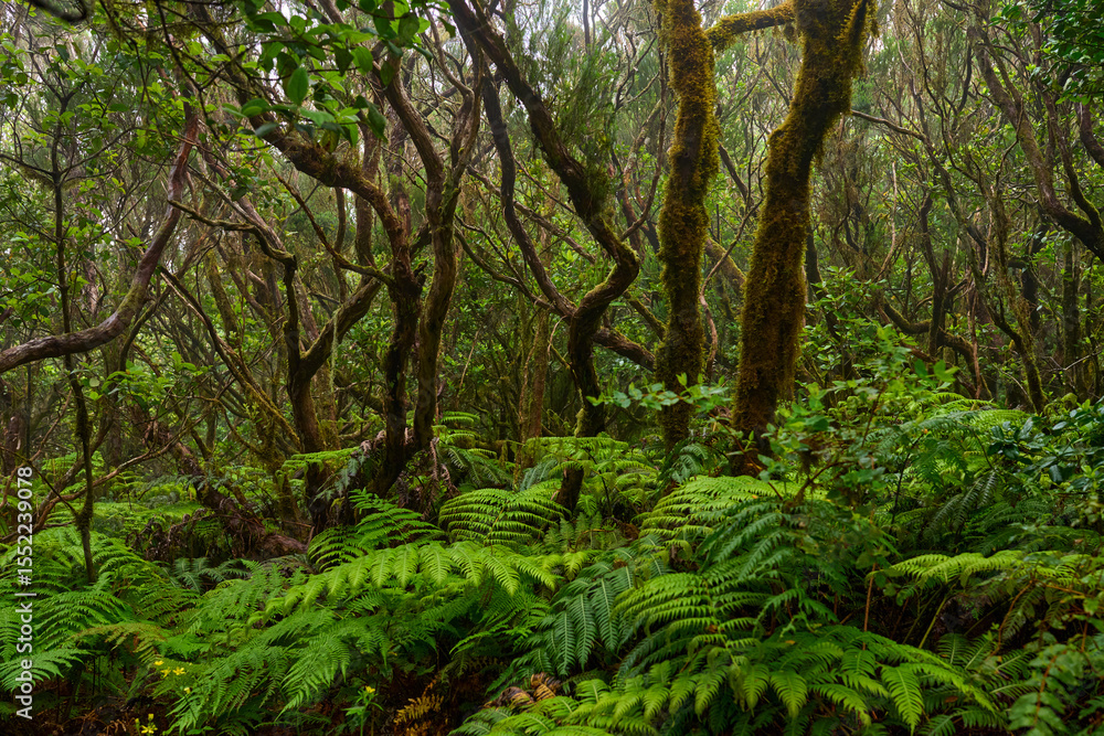 Fototapeta premium Ferns in subtropical forest floor