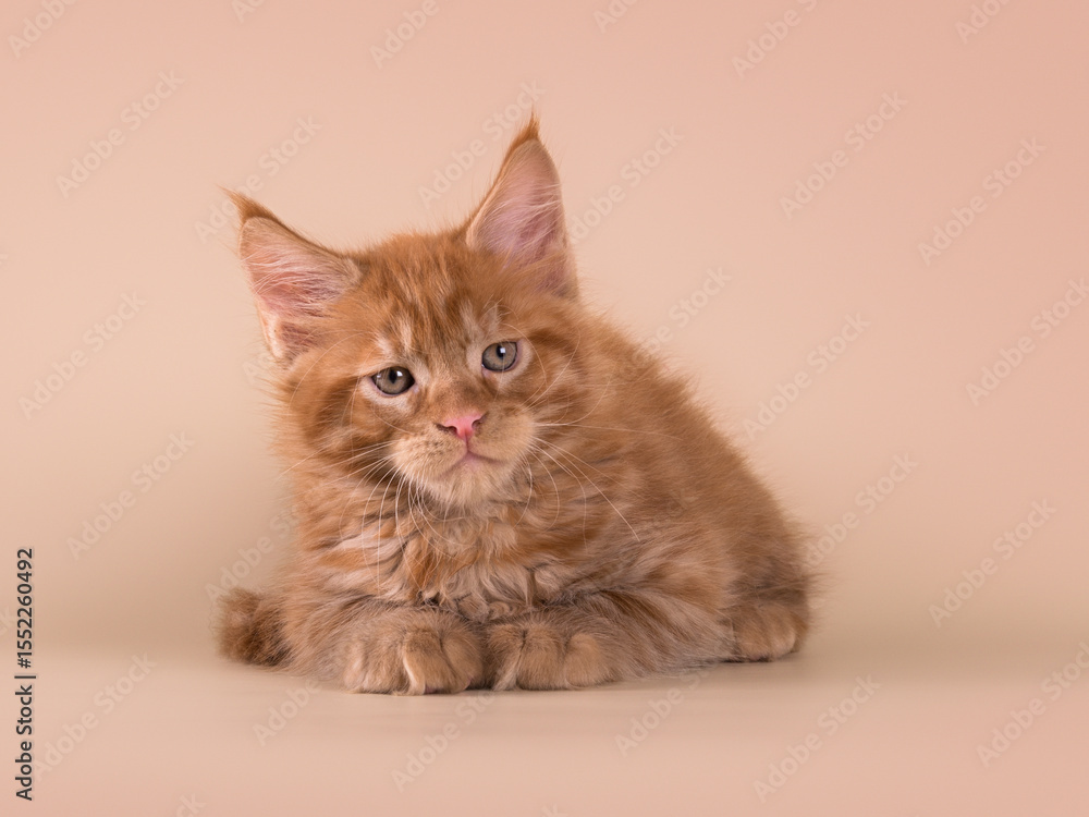 Cute adorable tabby ginger maine coon kitten on beige isolated background Cute adorable tabby ginger maine coon kitten on beige isolated background