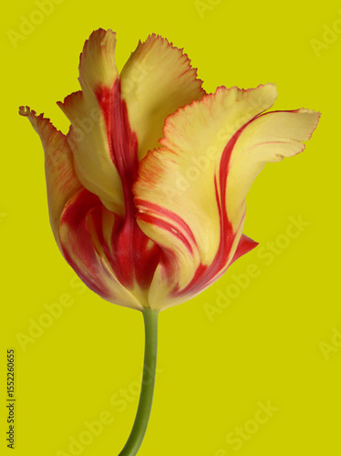 Parrot Tulip in profile.