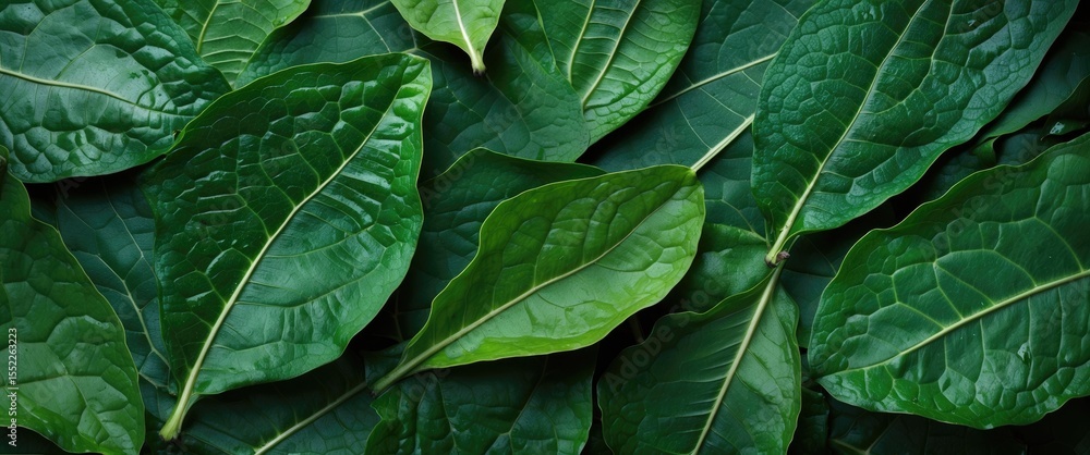 Closeup of Green Leaf Surface Texture and Background Closeup of Green Leaf Surface Texture and Background