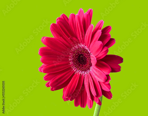 Gerbera Daisy in Pop Art