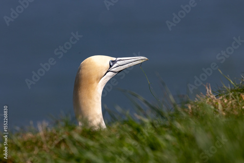 Gannet head