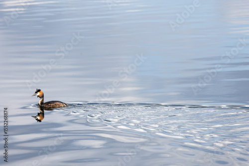 great crested grebe