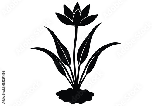 Water Hyacinth silhouette on white background