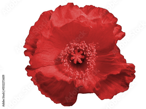 Red Poppy - Veterans Day