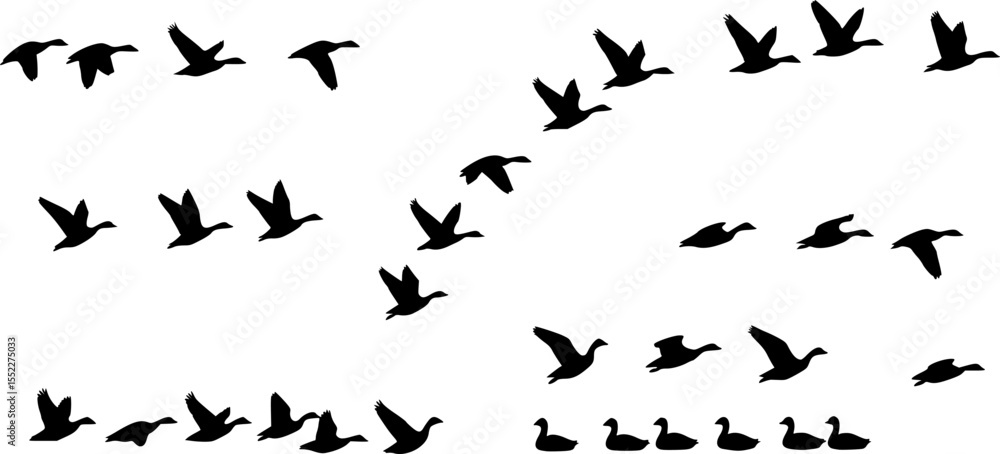 set of goose vector illustration flat style black silhouette
set of goose vector illustration flat style black silhouette