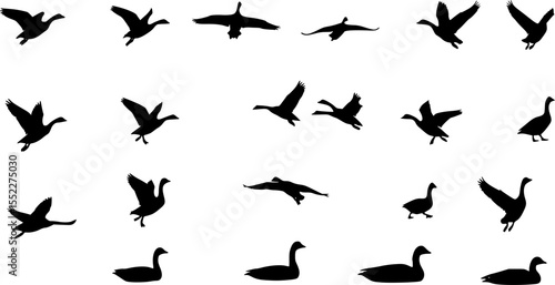 set of goose vector illustration flat style black silhouette
