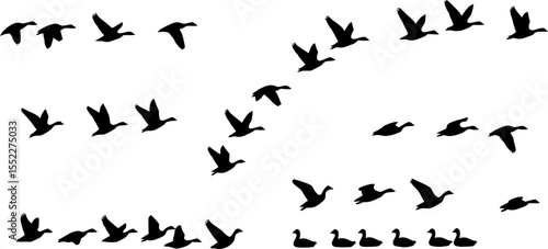 set of goose vector illustration flat style black silhouette
