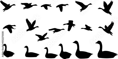 set of goose vector illustration flat style black silhouette
