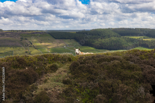 sheep on hills