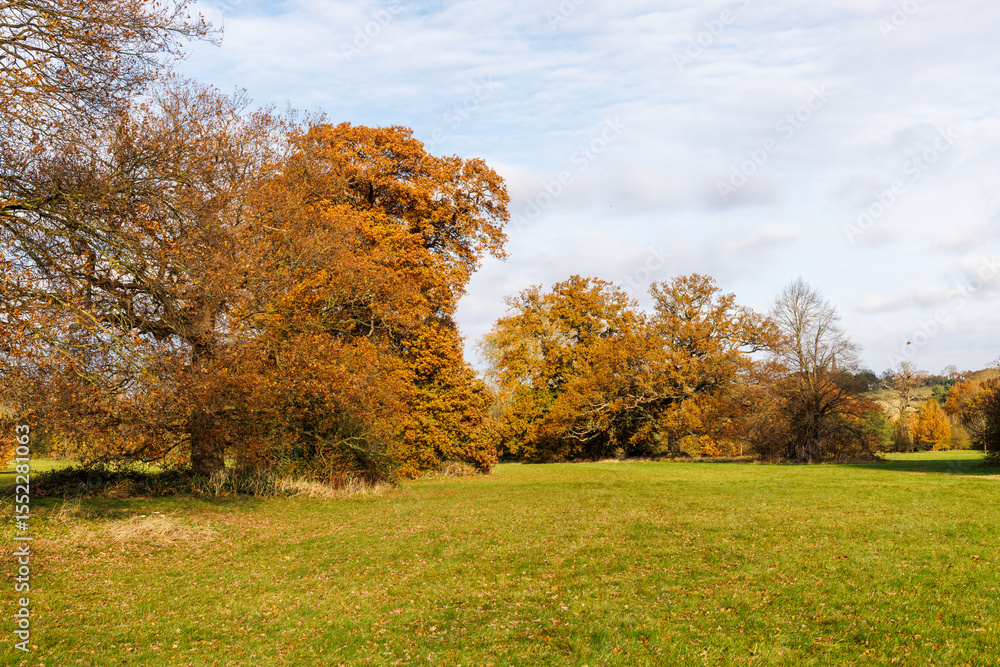 autumn trees in the park autumn trees in the park