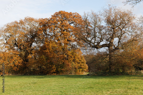 trees in autumn