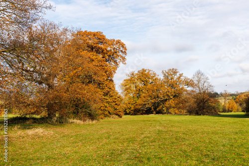 autumn trees in the park