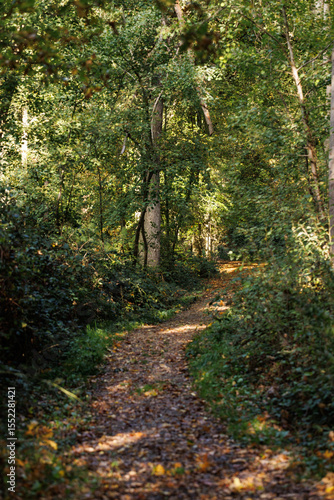 path in autumn forest