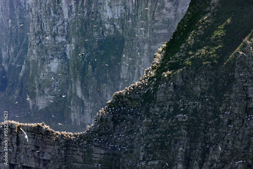 seabirds on cliff