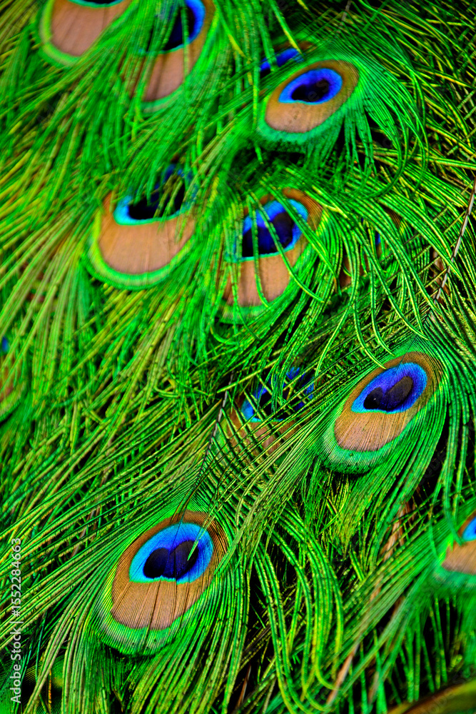 Fototapeta premium pawie oko, pawi ogon zielony, naturalna tekstura piór pawia, Paw indyjski, paw niebieski, paw zwyczajny, Pavo cristatus, pavone, Peacock feather, texture of peacock, peacock feathers background 