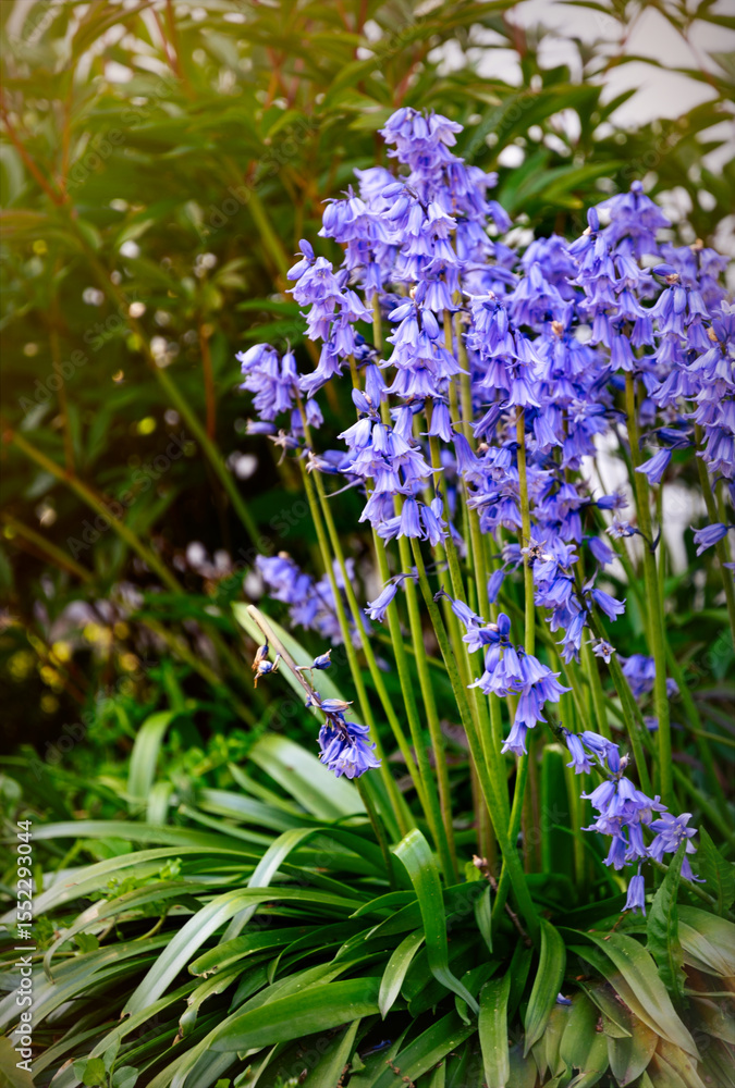 Fototapeta premium Blooming summer purple bluebells, hyacinthoides hispanica