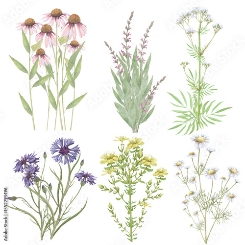 Bouquets of medicinal herbs. Echinacea,salvia,valerian,cornflower,Hypericum,chamomile.Hand-drawn isolated set of clip-art on white.Realistic images for packaging, textiles,wedding,cards,menu