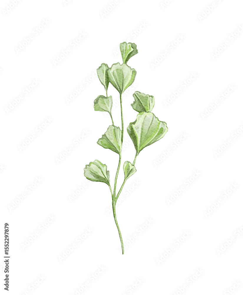 Naklejka premium Cartoon cute sprig twig of fresh green parsley with stem and leaves isolated on white background. Watercolor and pencil hand drawn illustration sketch