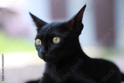 black cat with yellow eyes
