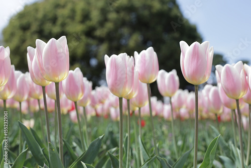 Beautiful tulip flower garden. The Expo 70 Commemorative Park, Osaka, Japan