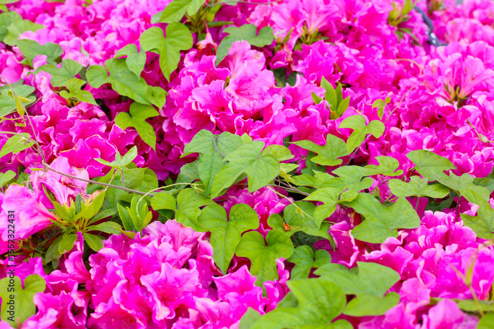 Pink azalea flowers blooming beautifully along a pedestrian sidewalk in Tokyo, Japan Pink azalea flowers blooming beautifully along a pedestrian sidewalk in Tokyo, Japan