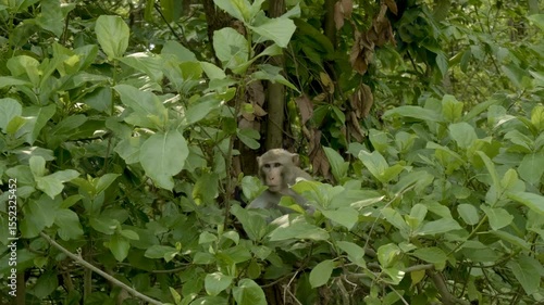 Monkey sitting on the forest with green leafs background 