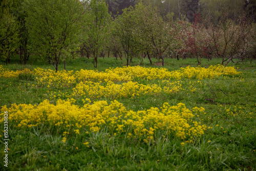 Vibrant field of yellow wildflowers surrounded by lush green grass and trees in the background, creating a serene and picturesque natural landscape. No visible text is present