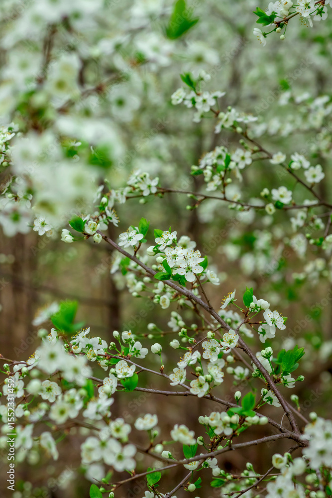 Obraz premium Branches of a blooming bush with small white flowers and green leaves fill the frame, creating a vibrant scene of nature in spring. The atmosphere is fresh and lively