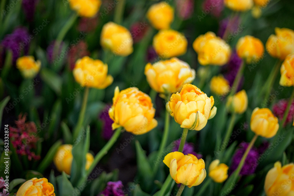 Fototapeta premium Yellow tulips bloom vibrantly among green leaves, creating a lively garden scene. Bright yellow petals contrast with deep green foliage, sprinkled with purple flowers for added color