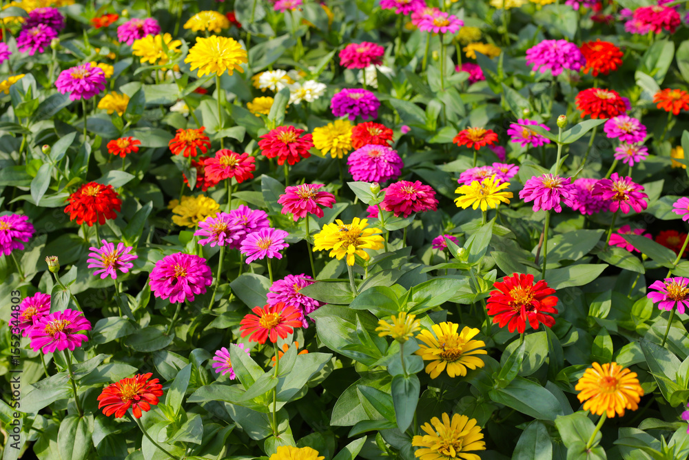 Colorful zinnias in full bloom brightens the garden Colorful zinnias in full bloom brightens the garden