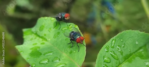 fly on leaf, Chrysomya megacephala, more commonly known as the oriental latrine fly or oriental blue fly. Cochliomyia hominivorax, the New World screwworm fly
