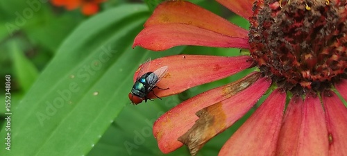 fly on leaf, Chrysomya megacephala, more commonly known as the oriental latrine fly or oriental blue fly. Cochliomyia hominivorax, the New World screwworm fly