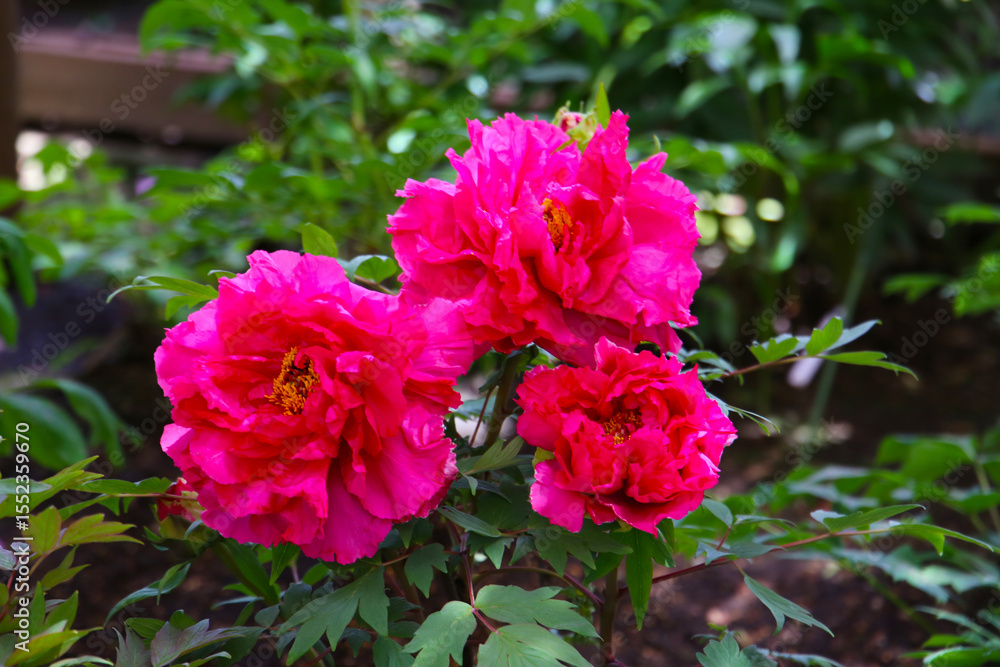 Fototapeta premium Blooming paeonia flowers in a peaceful Japanese garden.