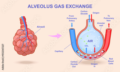 Alveolar gas exchange. Educational medical infographics with alveoli of lungs and capillaries in which oxygen and carbon dioxide exchange occurs. Process of breathing. Cartoon flat vector illustration