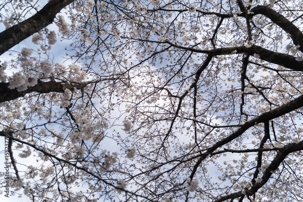 Cherry Blossoms from Below③ Cherry Blossoms from Below③