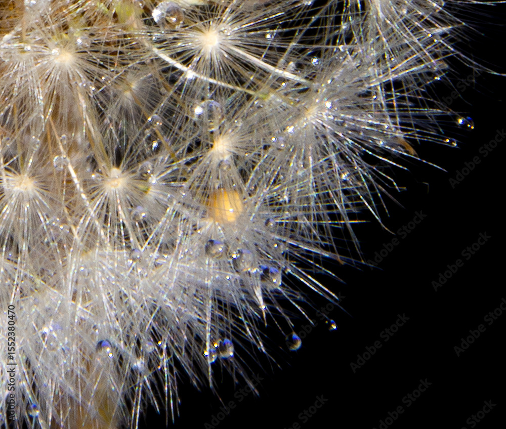 Obraz premium Dandelions closeup