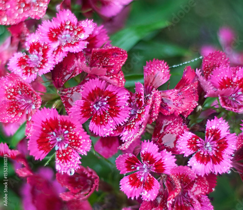 pink flowers in the garden