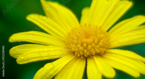 close up of yellow flower