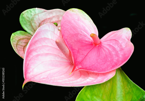 Pink pedals of plant with black background