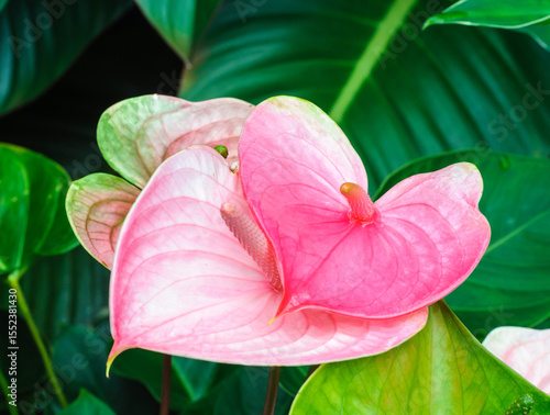beautiful pink flower with green background