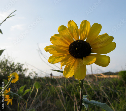 sunflower with blue sky background.