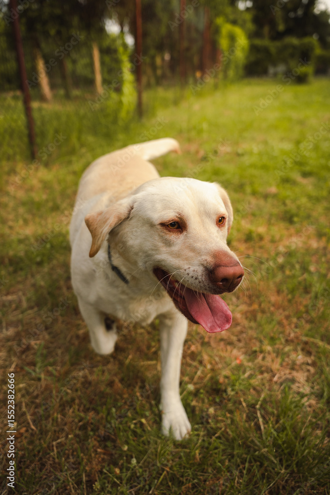 Labrador retriever Labrador retriever