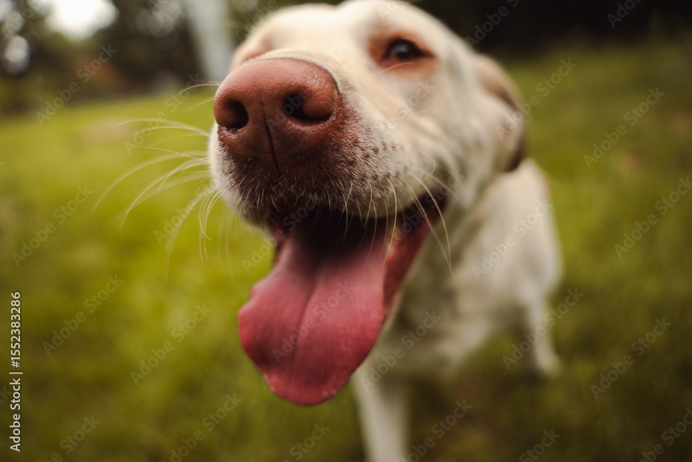 Labrador retriever Labrador retriever
