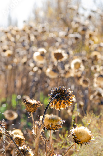 close up of a dry thistle flower