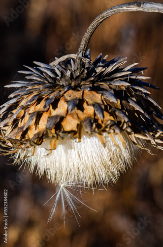 close up of a dry thistle flower